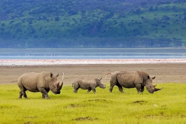 Kenya Wildlife Safari: 5 Days Mara, Nakuru, Aberdare