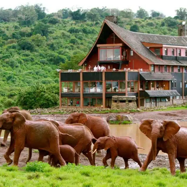 Nyeri