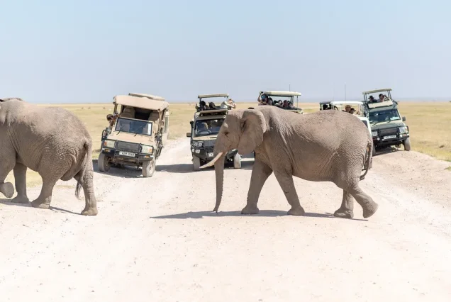 5 Day Saltlick Lodge, Tsavo West & Amboseli Safari