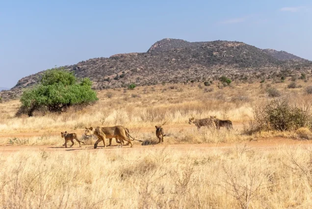 5-Day Samburu & Ol Pejeta Safari with Hell's Gate Biking