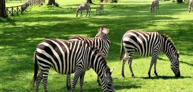 Naivasha