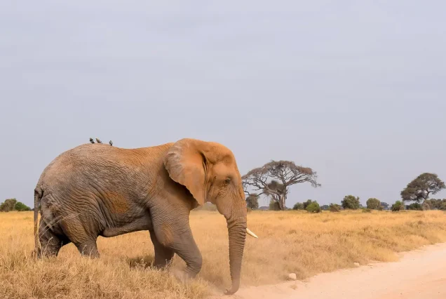 3-Day Tsavo East Safari: Red Elephants & Big Five Tours