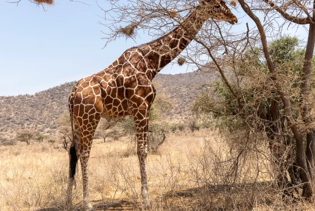 3-Day Samburu Special Five Safari from Nairobi