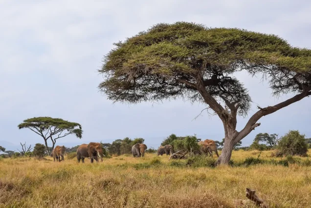 4-Day Tsavo West & East Safari with Beach Stay