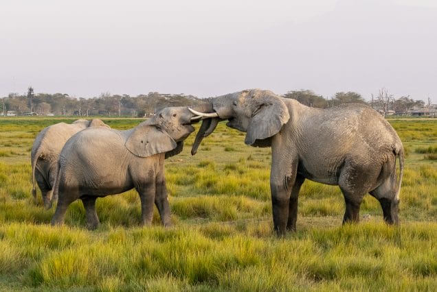 3-Day Amboseli Safari: Kilimanjaro Views & Balloon Flight