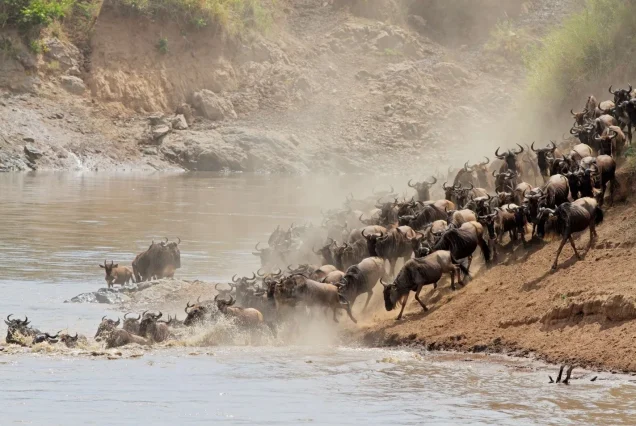 10-Day Kenya Migration Safari: Samburu, Nakuru & Mara
